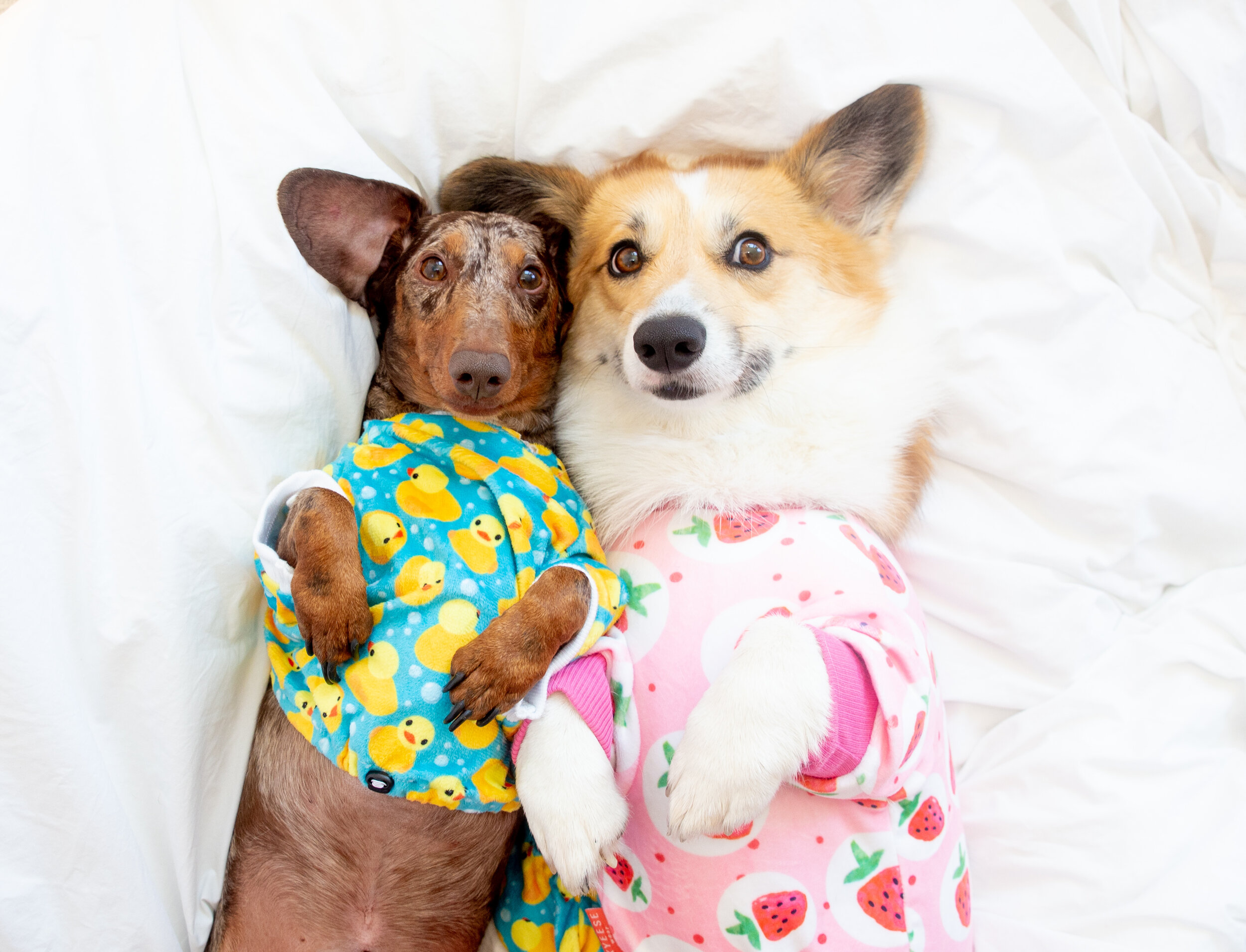Waffle doggy pyjamas sale